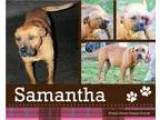 Adopt Samantha a Pit Bull Terrier