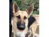Adopt Maebelle a Black - with White Border Collie dog in Council