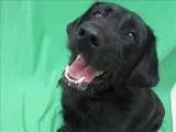 Adopt Kota a Labradoodle  Mixed dog in Portland OR (15225685)