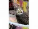 Adopt Baby Tigger a Tabby - Brown