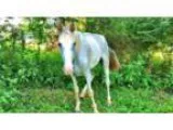 Gorgeous Companion TWH Mare Looking For A Pasture To Call Her Ow