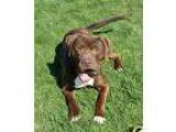 Adopt Bob Cornfoot Sponsored a BrownChocolate - with White Labra
