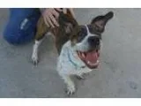 Adopt Rover a Brindle - with White Beagle  Mixed dog in Canastot