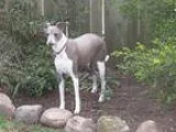 Adopt Bleu a GraySilverSalt and Pepper - with White Italian Grey