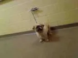 Adopt TANGO a Shih Tzu Mixed dog in Denver CO ()