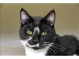 Adopt Viktor a Domestic Shorthair  Mixed cat in Kelowna BC (1521