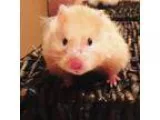 Adopt Happy Hamsters a Hamster