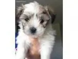 Coton Girl