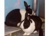 Adopt Oliver a Dutch  Mixed (short coat) rabbit in Baton Rouge L