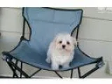 Tiny Teacup Maltese Boy