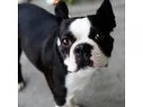 Adopt Garth a Boston Terrier  Mixed dog in St. Petersburg FL (15