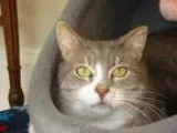 Adopt Hey Baby a Domestic Short Hair Domestic Short Hair - gray 
