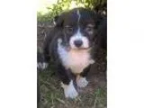 Adopt Frank a Black - with White Shepherd (Unknown Type)  Mixed 