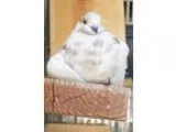 Adopt Heisenbird a Pigeon