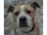 Adopt Tinker Belle a Staffordshire Bull Terrier