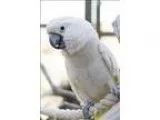 Adopt Corona a Cockatoo bird in Denver CO (14695938)