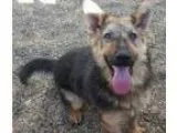 Adopt Zora a German Shepherd Dog