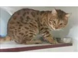 Adopt Officer Van a Bengal  Mixed cat in Oceanside CA (15398438)