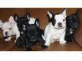 French bulldog