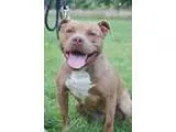 Adopt Honey a Pit Bull Terrier