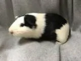 Adopt Toby (ISO BFF) a Guinea Pig Short-haired