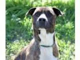 Adopt Lobo a Catahoula Leopard Dog Shar Pei