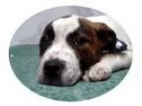 Adopt Rocky a Pit Bull Terrier