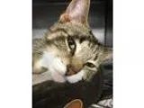 Adopt Bacardi - PetValu Chews Landing a Domestic Short Hair - br