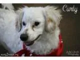 Adopt Curly a Dachshund Poodle