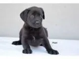 Adopt Pearl a Black Labrador Retriever  Basset Hound  Mixed dog 