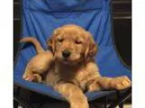 Adopt Puppy 64 (Smyrna NY) a Golden Retriever