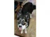 Adopt Ollie a Black - with White Border Collie  Mixed dog in Oli