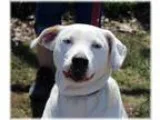 Adopt Bonnie a White - with Tan Yellow or Fawn Catahoula Leopard