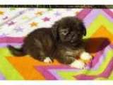 Adopt Reggie a Shih Tzu Pekingese