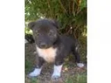Adopt Linda a Black - with White Shepherd (Unknown Type)  Mixed 