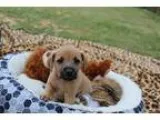 Adopt Abraham-pending a Tricolor (TanBrown and Black and White) 