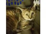 Adopt BabyTaylor a Tabby Calico