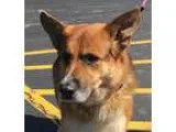 Adopt George a German Shepherd Dog
