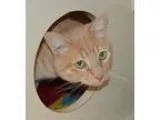 Adopt Ringo a Domestic Short Hair