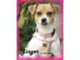 Adopt Ginger a Jack Russell Terrier