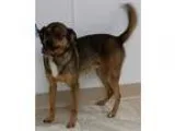 Adopt Buddy3 a Pug Beagle