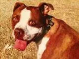 Adopt Tryon a Staffordshire Bull Terrier Boxer