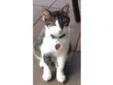 Buecheron  lab mix
