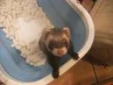 Adopt Lucas a Ferret