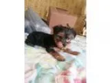 Otis(CL) - Male German Shepherd Dog