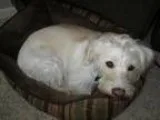 Adopt Lexie a White - with Tan Yellow or Fawn Terrier (Unknown T
