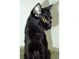 Adopt Houston a Domestic Short Hair-black