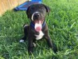 Petlover looking for a place