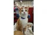 Adopt Max---Baby 2 of C-15-05-15-01 a Domestic Short Hair