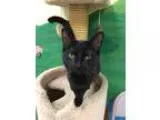 Adopt Schatzie a All Black Domestic Shorthair (short coat) cat i